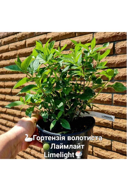 Гортензія Лаймлайт - 3л/вис.25-30см/Ø25-30см